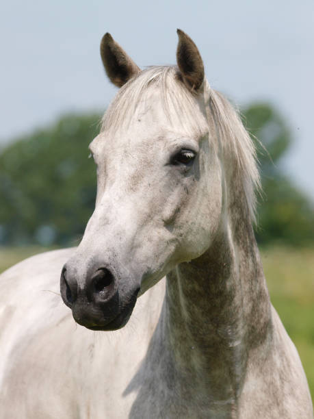 istock Horse Head Shot 865812776