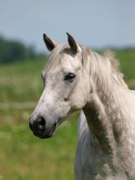 istock Horse Head Shot 865815282