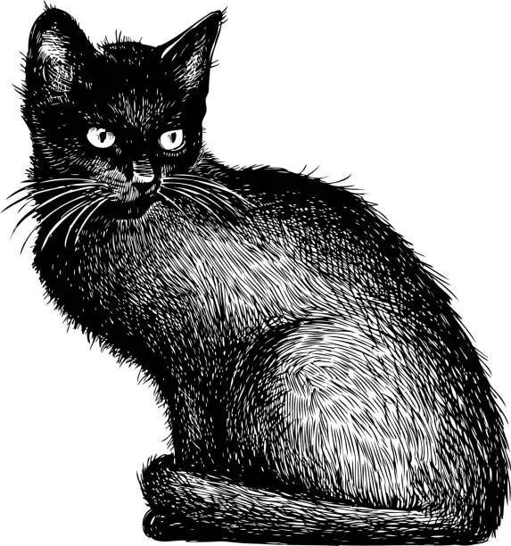 Vector illustration of sketch of a black kitten