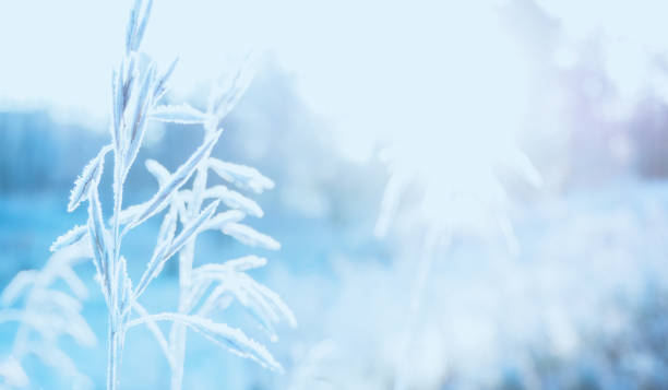 istock Background with grass, frost and sun. 865815586