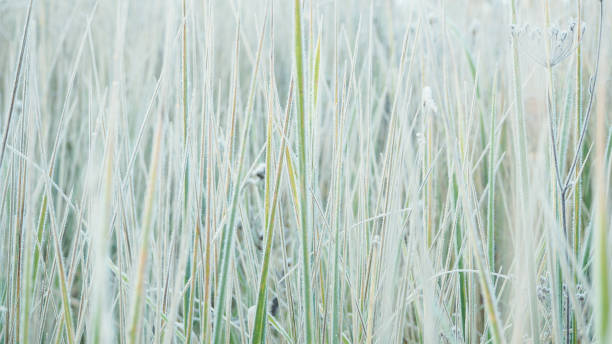 istock Background with grass, frost and sun. 865815592