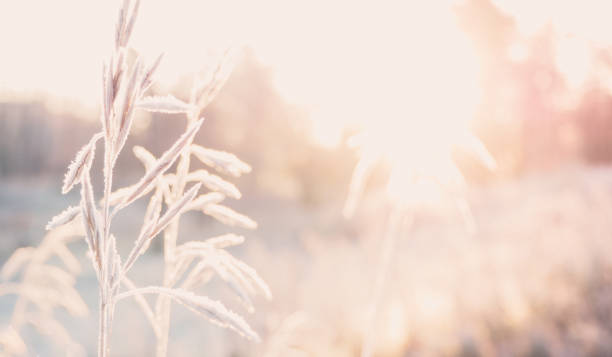 istock Background with grass, frost and sun. 865815628