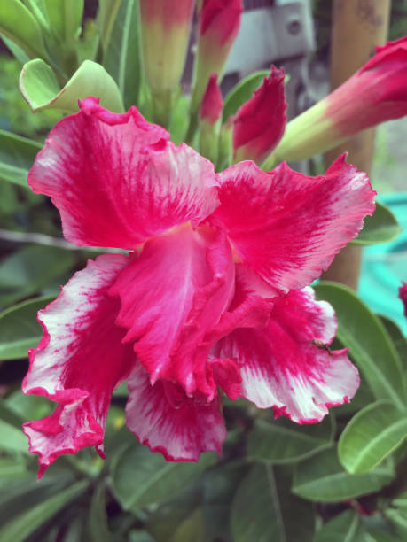 istock Red and white adenium obesum desert rose on the tree. 865817090
