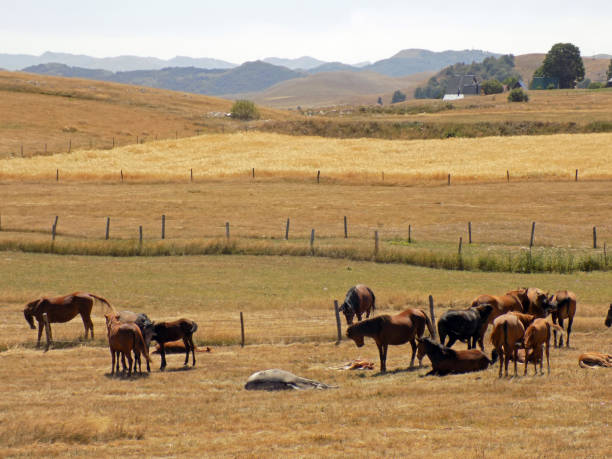 istock Herd of horses on a mountain meadow, next to a cattle pen 865821386