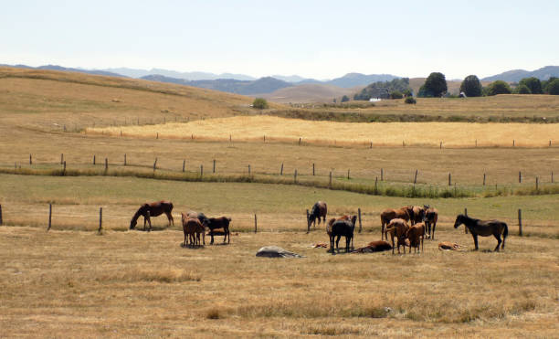istock Herd of horses on a mountain meadow, next to a cattle pen 865821390