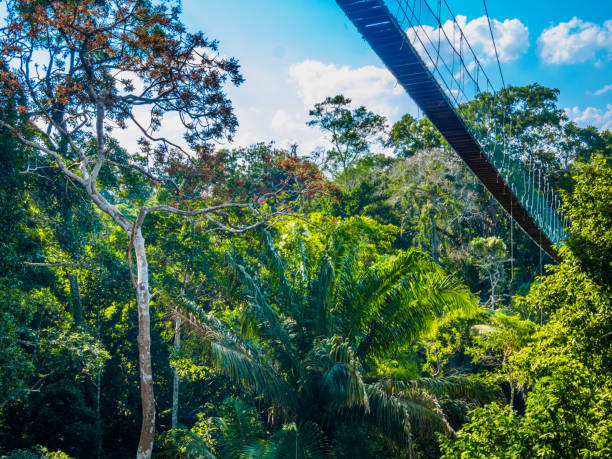 174 Puerto Maldonado Stock Photos, Pictures & Royalty-Free Images - iStock | Lake sandoval, Trujillo peru, Ica peru 174 Puerto Maldonado Stock Photos, Pictures & Royalty-Free Images - iStock | Lake sandoval, Trujillo peru, Ica peru