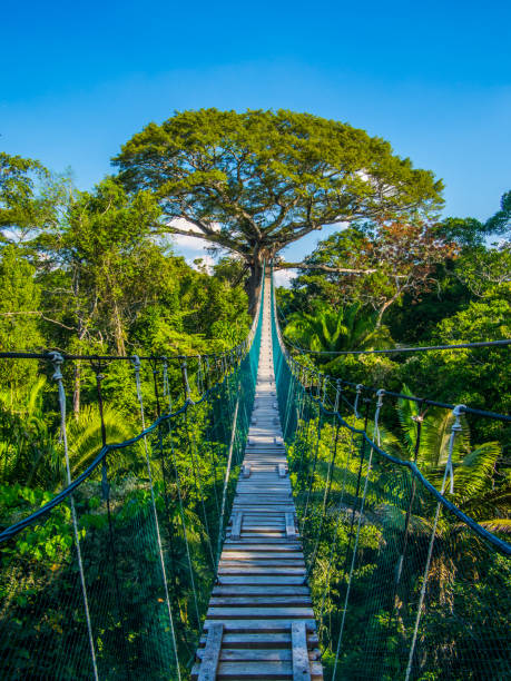 A wooden bridge, the path to the top of a tree in the Amazonian jungle of Peru Canopy adventure in the Peruvian Amazon, in the Tambopata natural reserve. From the highs of the canopy there were magnifique views of the rainforest. peruvian amazon stock pictures, royalty-free photos & images