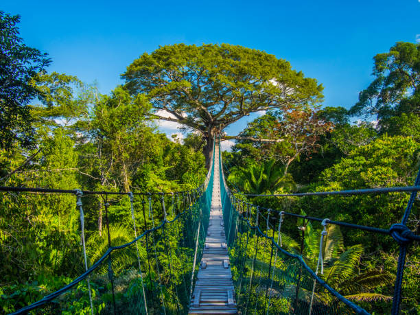 el camino a la madre tierra, en un alto puente suspendido en un dosel amazónico, perú - viaje al amazonas fotografías e imágenes de stock