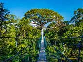 The path to mother earth, on a high suspended bridge in an Amazonian Canopy, Peru