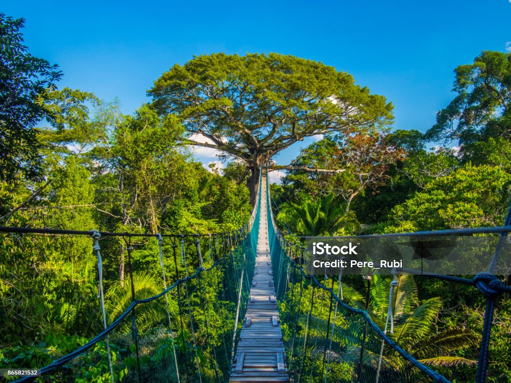 The path to mother earth, on a high suspended bridge in an Amazonian Canopy, Peru Canopy adventure in the Peruvian Amazon, in the Tambopata natural reserve. From the highs of the canopy there were magnifique views of the rainforest. Amazon Rainforest Stock Photo