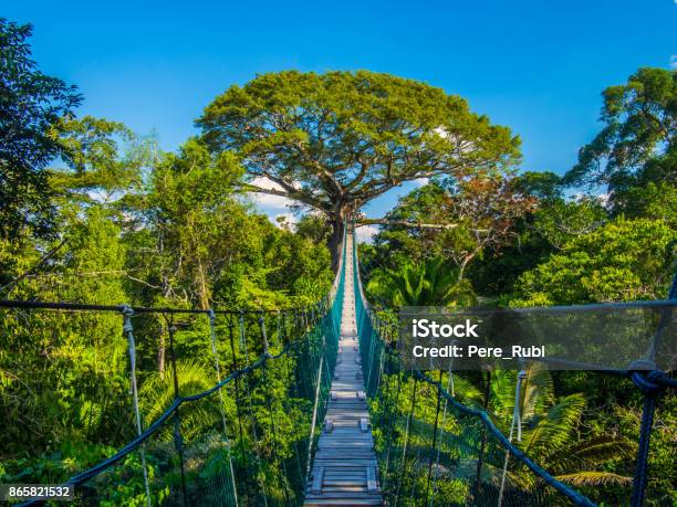 The Path To Mother Earth On A High Suspended Bridge In An Amazonian Canopy Peru Stock Photo - Download Image Now