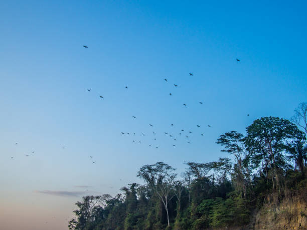 istock Macaws and parrots flying early in the morning in Madre de Dios river, Peru 865821582