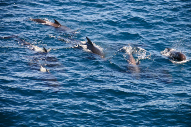 Long-finned Pilot Whales Encounter with long-finned pilot whales, enroute between the Ushuaia and the Falkland Islands. globicephala macrorhynchus stock pictures, royalty-free photos & images