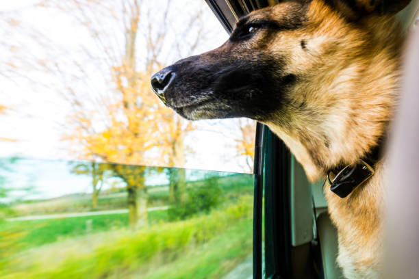 istock German shepherd enjoying a car ride 865825964