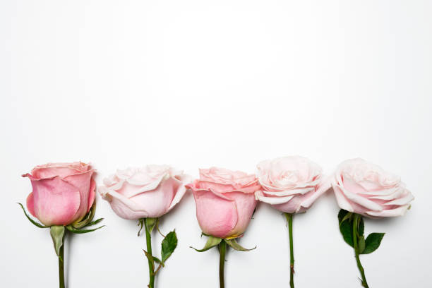 rosas cor-de-rosa - rose mothers day flower pink - fotografias e filmes do acervo