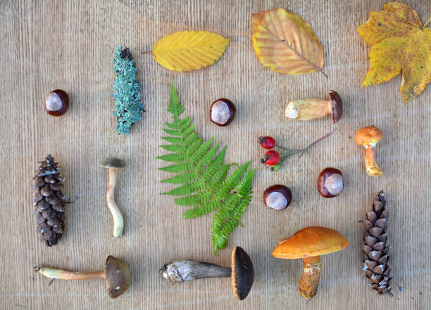 istock Flat lay composition of edible forest mushrooms and leaves 865829650