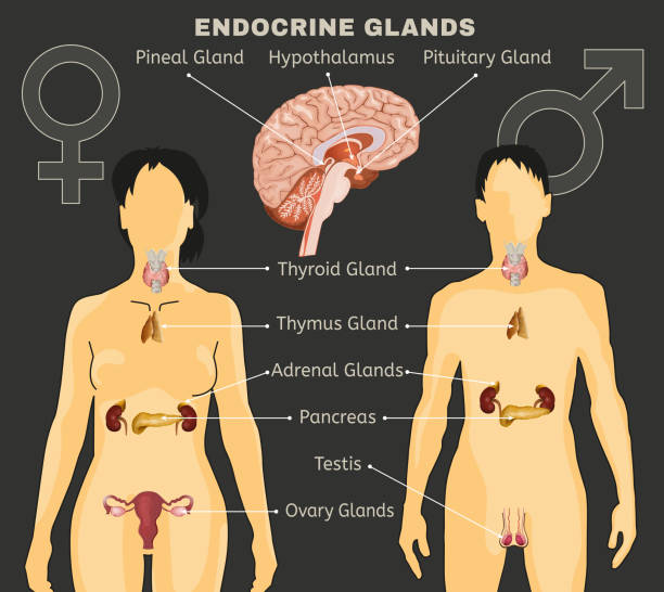 illustrations, cliparts, dessins animés et icônes de image du système endocrinien - planche médicale