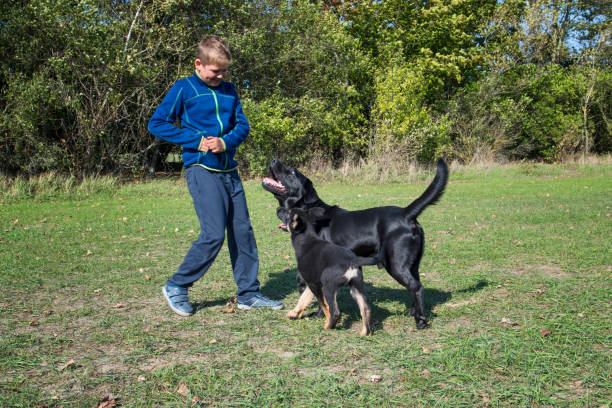 istock Little boy playing with dogs in the park. 865833020