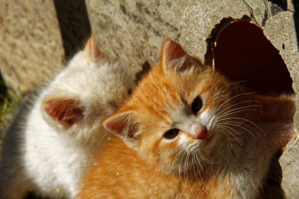 istock white and ginger kittens play about rural home 865833124