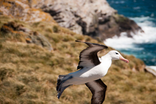 istock Black-Browed Albatross on Westpoint Island 865833126
