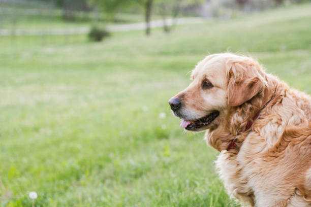 istock old golden retriever dog 865836352