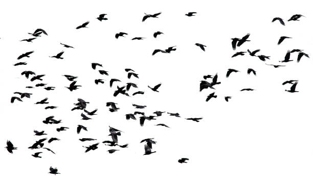 istock large flock of black birds crows flying on an isolated white background 865837100
