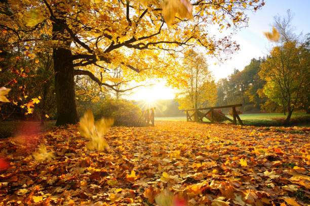 istock Autumn forest. Beautiful rural scenery 865837148