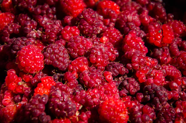 istock Fresh and sweet raspberries background 865837184