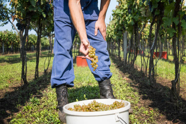 istock A man work in a vineyard at sunny day. 865837204