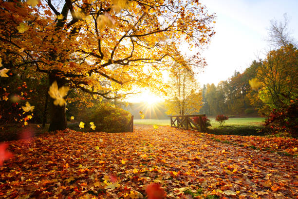 istock Autumn forest. Beautiful rural scenery 865837282