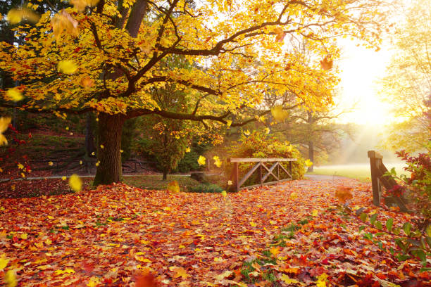 istock Autumn forest. Beautiful rural scenery 865839520