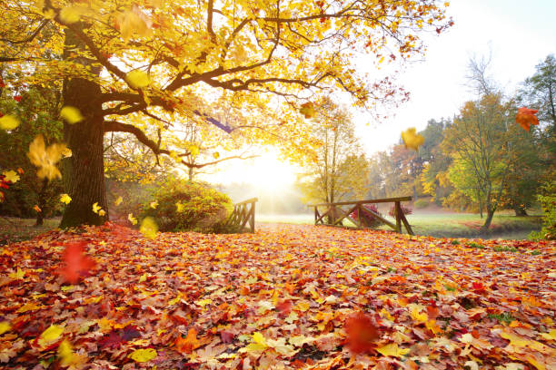 istock Autumn forest. Beautiful rural scenery 865839592