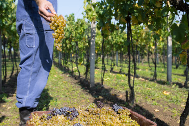 istock A man work in a vineyard at sunny day. 865840272