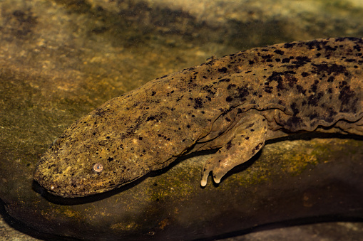 An Eastern Hellbender foraging for crayfish on the bottom of the creek.