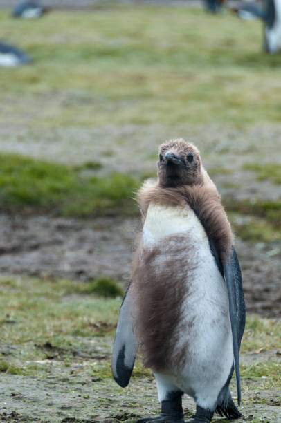 istock King Penguins on Salisbury plains 865844070