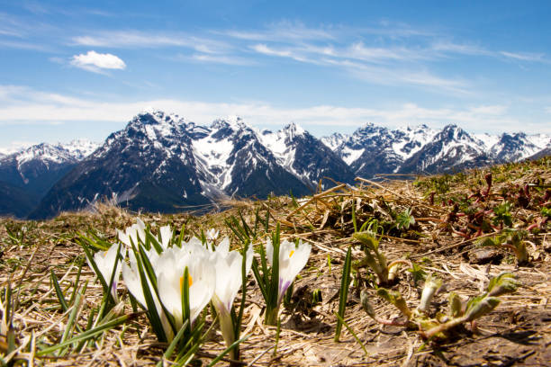 crocus in the mountains, ftan - engadine switzerland village church imagens e fotografias de stock