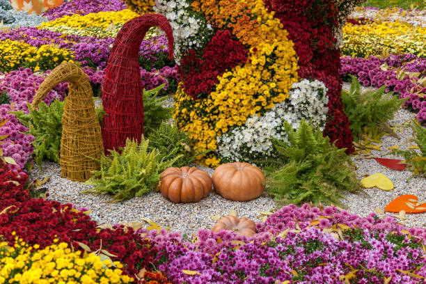 istock exhibition of chrysanthemums 865844752