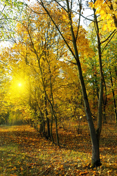 istock Autumn forest with yellow leaves and sunset. 865847854