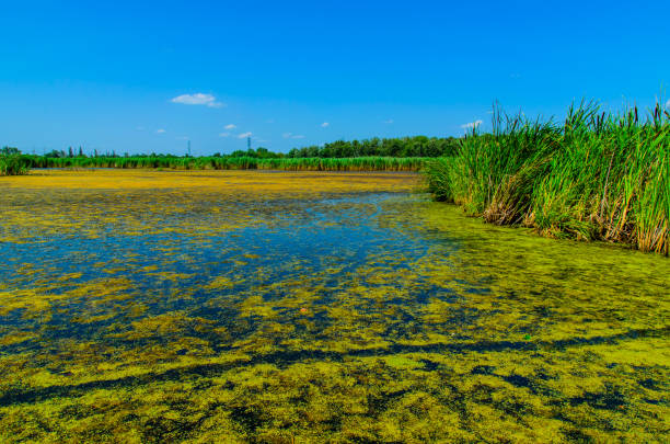 algas verdes en la superficie del lago - number of people riverbank beach river fotografías e imágenes de stock