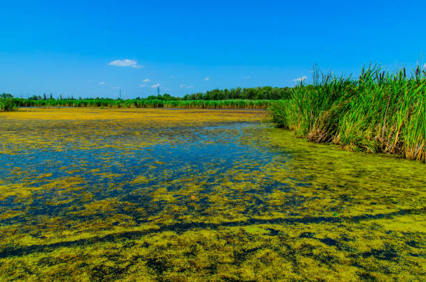 зеленые водоросли на поверхности озера - riverbank marsh water pond стоковые фото и изображения