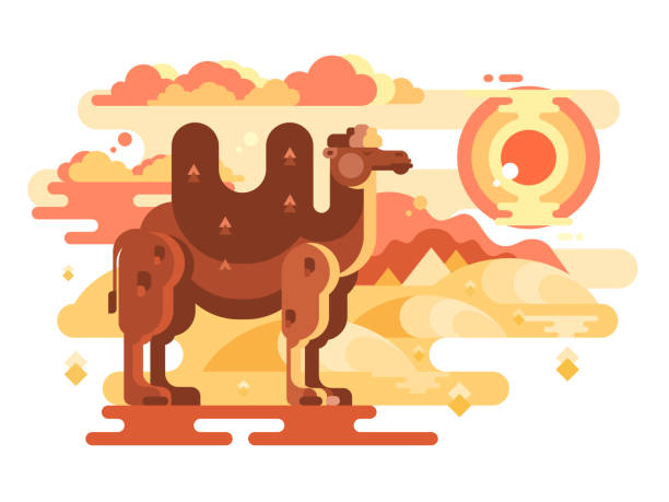 砂漠でフタコブラクダ - two humped camel点のイラスト素材／クリップアート素材／マンガ素材／アイコン素材