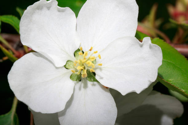 istock Beautiful flower bloomed on an apple tree. Closeup. 865850238