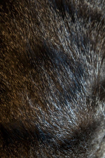 istock Close up at cat fur texture background. Fur background 865854696