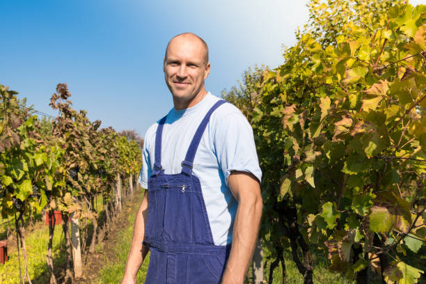 istock A man stay in a vineyard at sunny day. 865855146