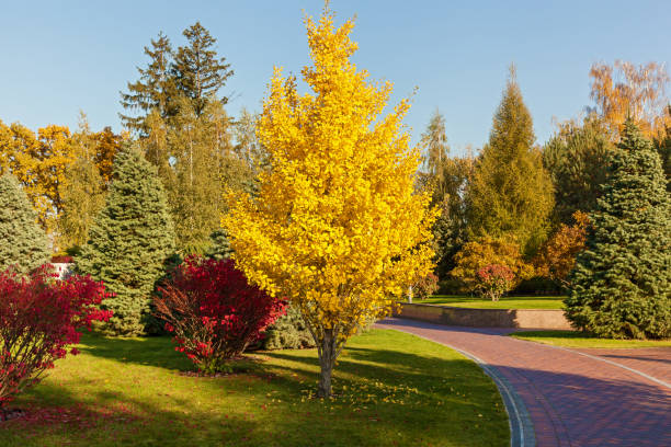 istock a footpath in an autumn park 865855168