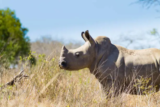 Isolated puppy rhinoceros from Hluhluwe–Imfolozi Park, South Africa. African wildlife. Ceratotherium simum
