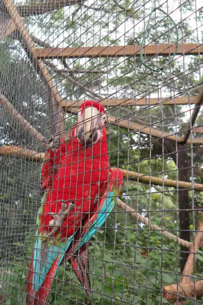 Photo of Colorful portrait of Amazon red macaw parrot