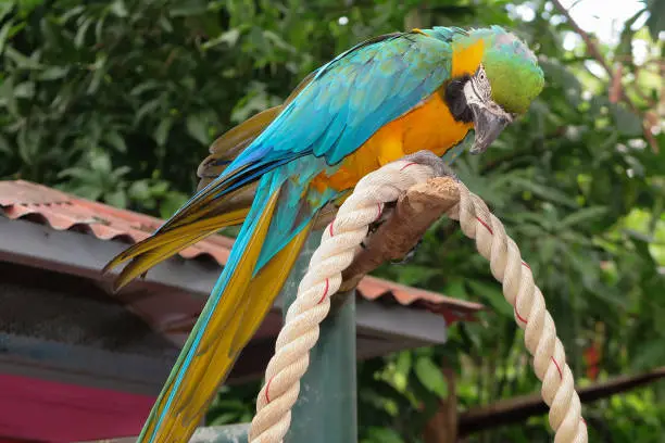 Photo of parrot bird sitting