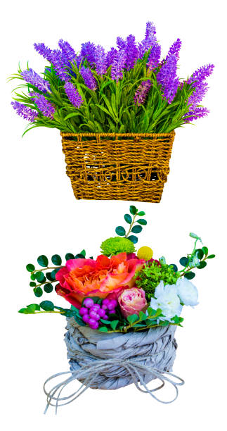 cesto con lavanda. fiori di lavanda.  lavanda isolata su sfondo bianco. bouquet di fiori. bouquet di fiori rose gerbera fiori garofani - hanging flower basket isolated foto e immagini stock