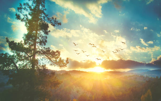 Beautiful sunset sky with birds
